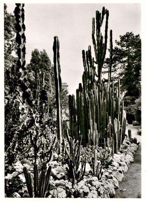 Kakteen Botanischer Garten Universitaet Zuerich