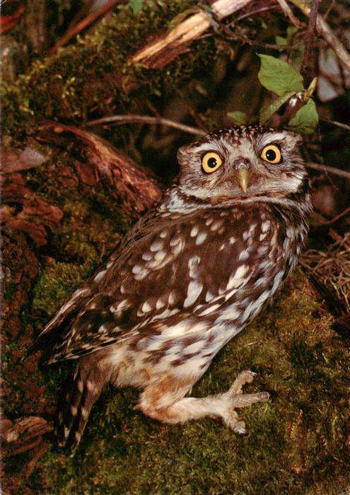 Eulen Owl Hibou Chouettes-- Steinkauz