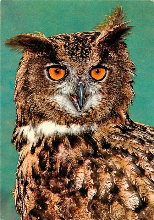 Eulen Owl Hibou Chouettes-- Zoo Frankfurt Uhu
