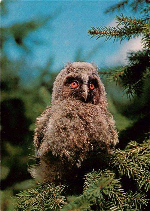 Eulen Owl Hibou Chouettes-- Eule