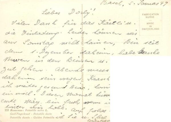 Zeltner C. Gold Fingerkraut – Bild 2