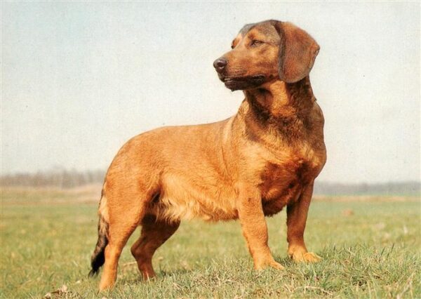 Dackel Dachshund Teckel Hunde dogs Chiens Cani AlpenlaendischErzgebirgische Dach