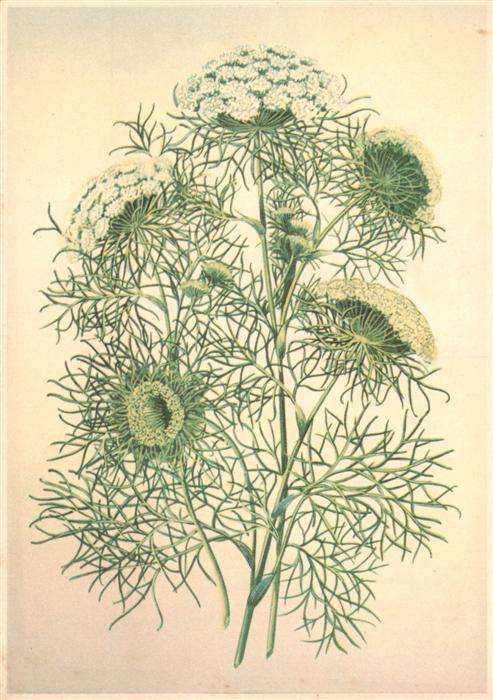 Pflanzen Ammi visnaga Lam Zahnstocher-Ammei