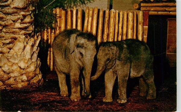 Zoo Gardin Zoologique-- San Diego Zoo Baby Indian Elephants