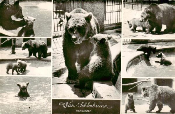 Zoo Gardin Zoologique-- Baeren Wien-Schoenbrunn Tiergarten