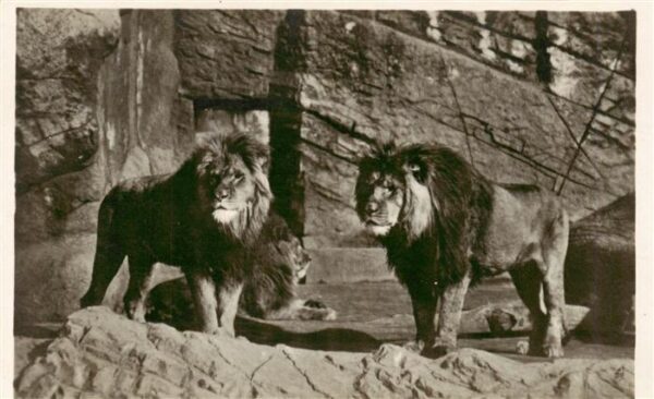Zoo Gardin Zoologique-- Carl Hagenbecks Tierpark Hamburg-Stellingen Berberloewen