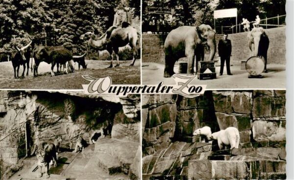 Zoo Gardin Zoologique-- Wuppertaler Zoo Elefant Loewe Eisbaer