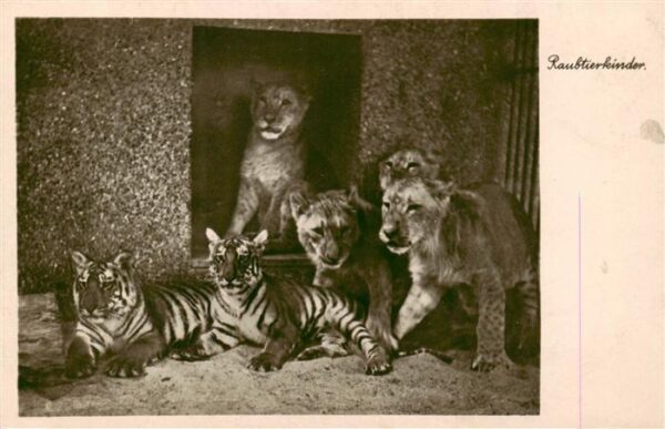 Zoo Gardin Zoologique-- Stadt Halle Raubtierkinder