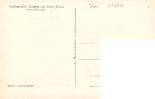 Zoo Gardin Zoologique-- Stadt Halle Raubtierkinder – Bild 2