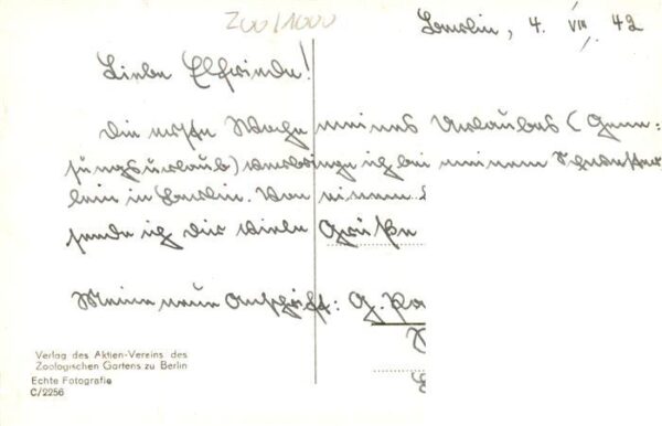 Zoo Gardin Zoologique-- Berlin Junger sibirischer Tieger – Bild 2