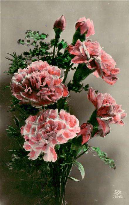 Foto EAS Nr. Nr. 7654/3 Nelken Blumen