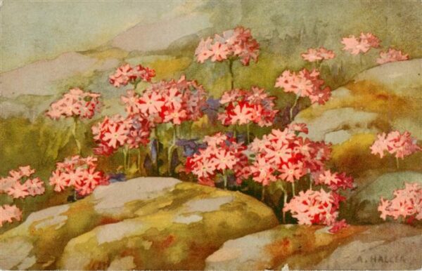 Haller Anna Blumen Steine