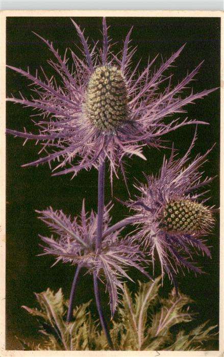 Pflanzen Alpen-Manns Streu Blaudistel