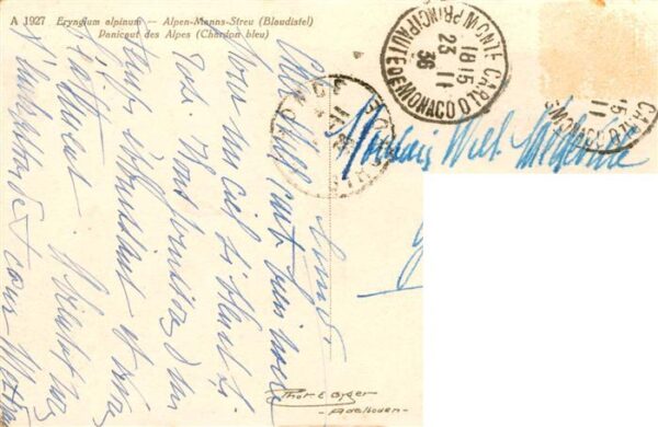 Pflanzen Alpen-Manns Streu Blaudistel – Bild 2