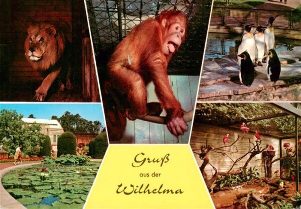 Bad Cannstatt Stuttgart Wilhelma Affe Loewe Pinguine