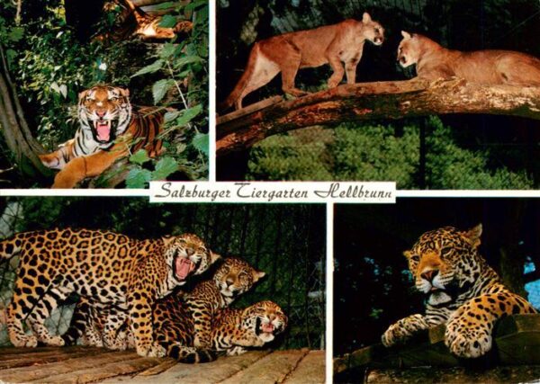 Zoo Gardin Zoologique-- Salzburger Tiergarten Hellbrunn Koenigstieger Silberloew