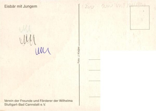 Zoo Gardin Zoologique-- Eisbaer Jungem – Bild 2
