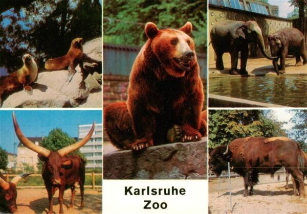 Zoo Gardin Zoologique-- Karlsruhe Loewen Watussi-Rinder Elefanten Bison Baer