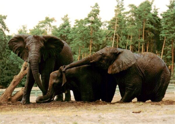 Elefant Serengeti Safaripark