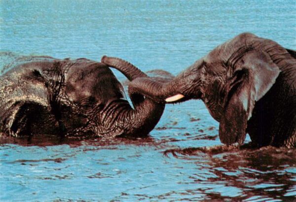 Elefant Serengeti Park