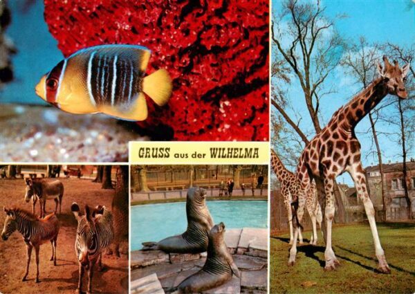 Zoo Gardin Zoologique-- Wilhelma Fisch Giraffe Zebras