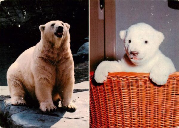 Eisbaer Icebear Ours Polaire Basel Vater Sohn