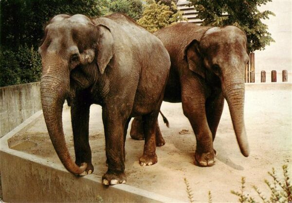 Elefant Stuttgart-Bad Cannstatt Wilhelma