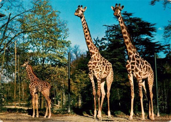 Giraffe Basel