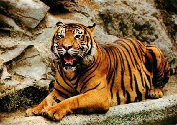 Tiger  Tigre-- Zoo Frankfurt am Main