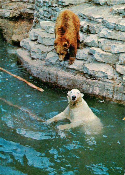 Eisbaer Icebear Ours Polaire Eisbaer Braunbaer Hellbrunn