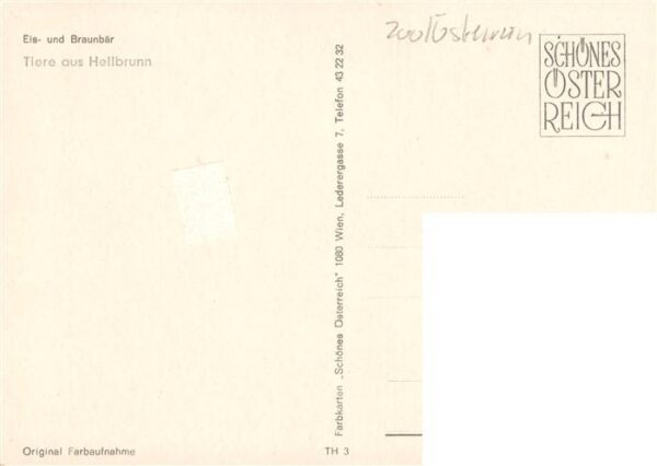 Eisbaer Icebear Ours Polaire Eisbaer Braunbaer Hellbrunn – Bild 2