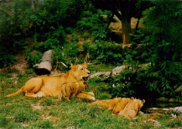 Zoo Gardin Zoologique-- Salzburg Hellbrunn Ranga Jungen bei der Traenke