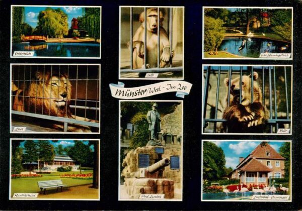 Zoo Gardin Zoologique-- Muenster Westfallen Affe Loewe Baer