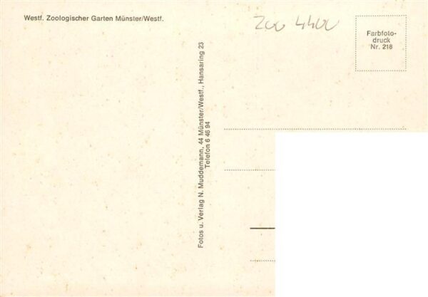 Zoo Gardin Zoologique-- Muenster Westfallen Affe Loewe Baer – Bild 2