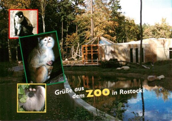 Zoo Gardin Zoologique-- Rostock Weissnasenmeerkatz Husarenaffe Wanderu