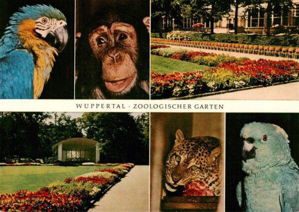 Zoo Gardin Zoologique-- Wuppertal Ara Affe Papagai Leopard