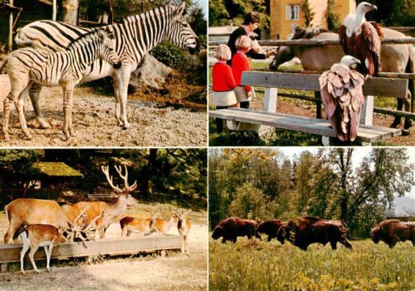 Zoo Gardin Zoologique-- Damara-Zebras Weisskopfgeier Rot- und Damwild Wisente