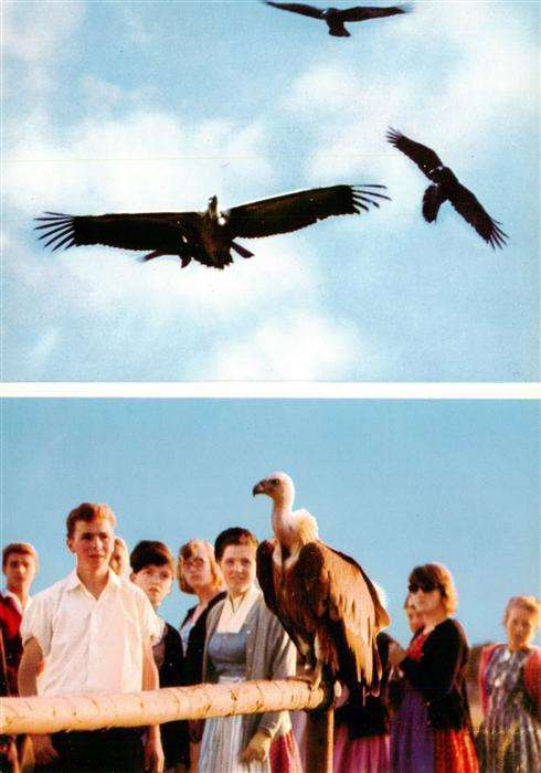 Geier Vulture Vautour Buitre Salzburg Hellbrunn Weisskopfgeier