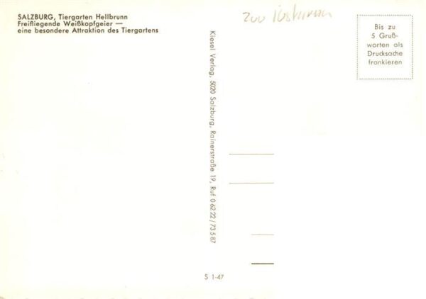 Geier Vulture Vautour Buitre Salzburg Hellbrunn Weisskopfgeier – Bild 2