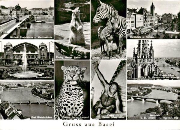 Zoo Gardin Zoologique-- Basel Zebra Eisbaer Leopard Rheinbruecke Rathaus
