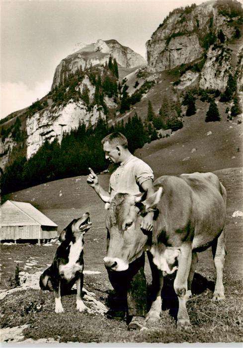 Landwirtschaft Hund Kuh Schweiz