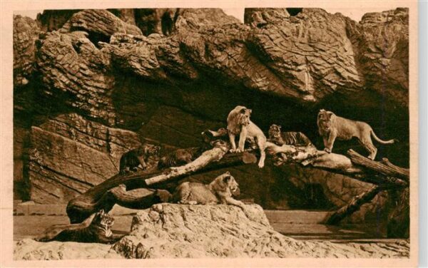 Zoo Gardin Zoologique-- Carl Hagenbeck´s Tierpark Stellingen-Hamburg Offene Loew
