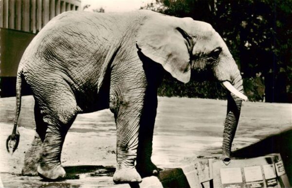Zoo Gardin Zoologique-- Berlin Elefant Salim