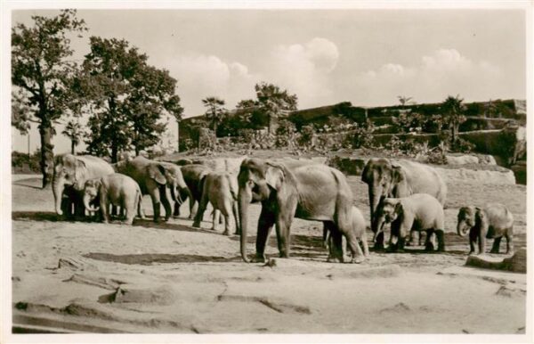 Zoo Gardin Zoologique-- Carl Hagenbeck´s Tierpark Hamburg-Stellingen Elefanten F