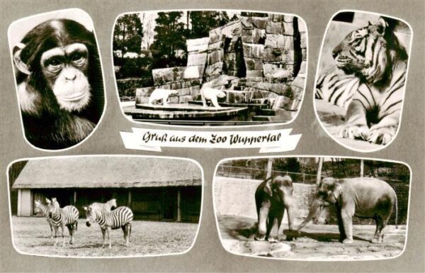 Zoo Gardin Zoologique-- Wuppertal Affe Tieger Eisbaer Zebra Elefanten