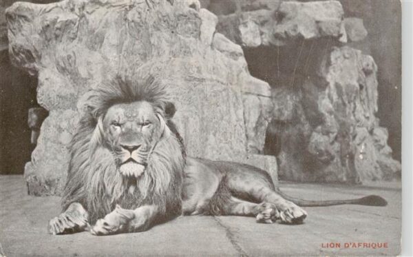 Zoo Gardin Zoologique-- Lion D´afrique Jardin Zoologique dÁnvers Loewe