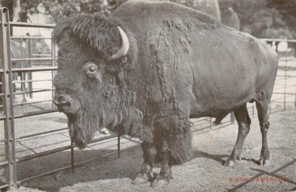 Zoo Gardin Zoologique-- Bison D Americue