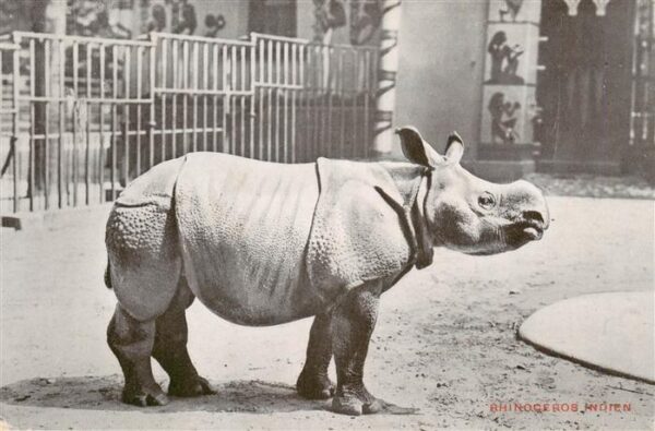 Zoo Gardin Zoologique-- Jardin Zoologique dÁnvers Rhinoceros Indien