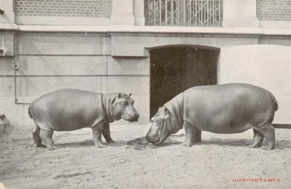 Zoo Gardin Zoologique-- Jardin Zoologique d´Anvers Hippopotamfs