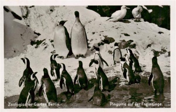 Zoo Gardin Zoologique-- Berlin Pinguine auf der Freianlage